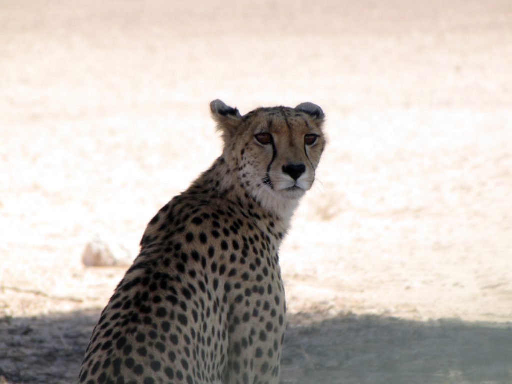 Gepard in der Kgalagadi